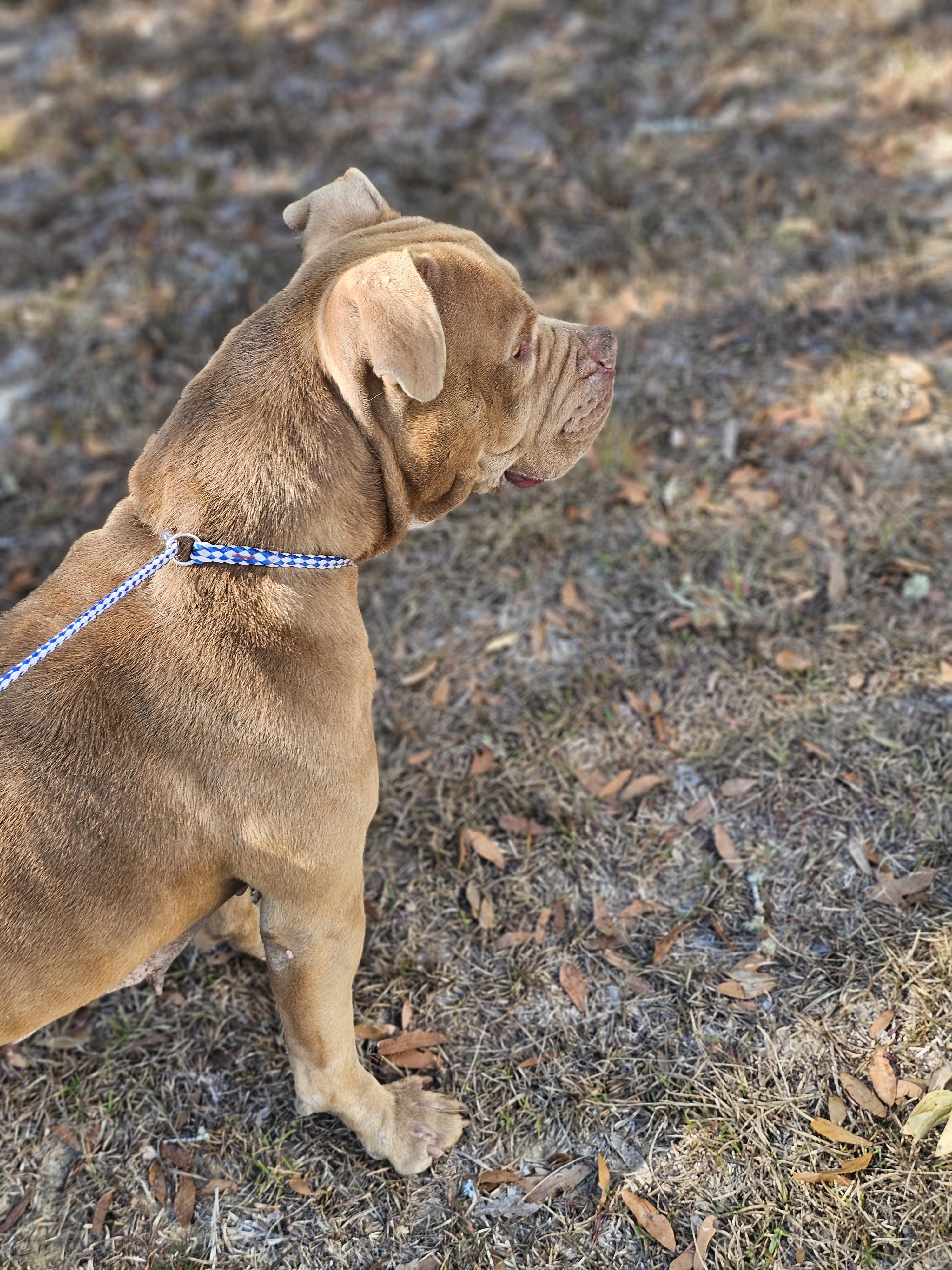 Blossom , ADOPTABLE, Adult Female Mixed Breed.