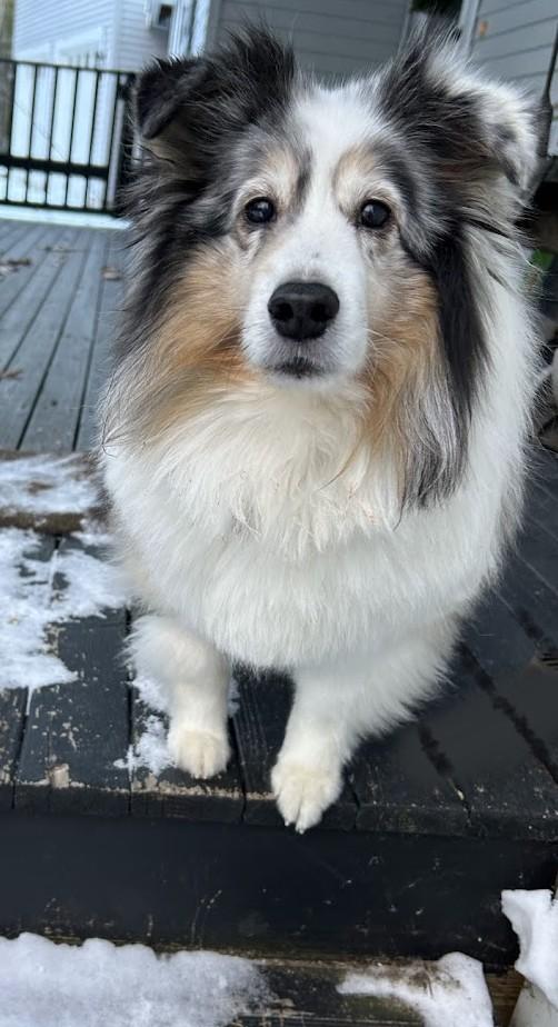 Enlarge Maxwell, an adoptable Shetland Sheepdog / Sheltie in Portland, ME image 2/6