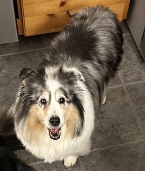 Enlarge Maxwell, an adoptable Shetland Sheepdog / Sheltie in Portland, ME image 3/6