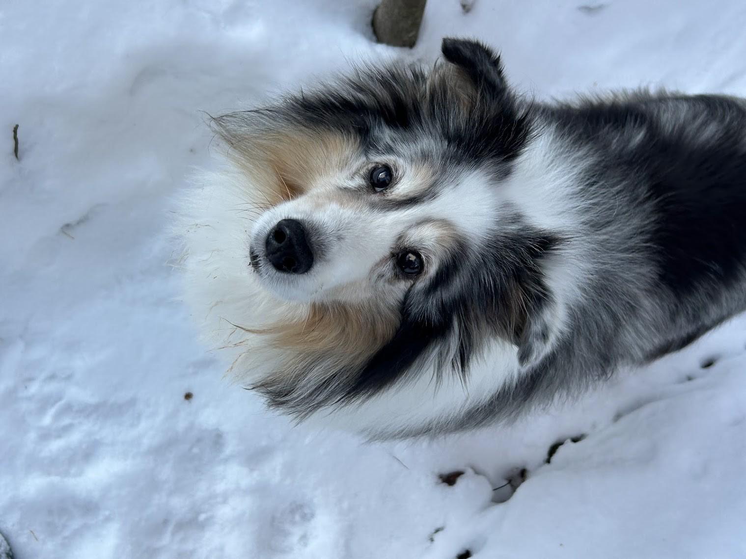 Enlarge Maxwell, an adoptable Shetland Sheepdog / Sheltie in Portland, ME image 4/6
