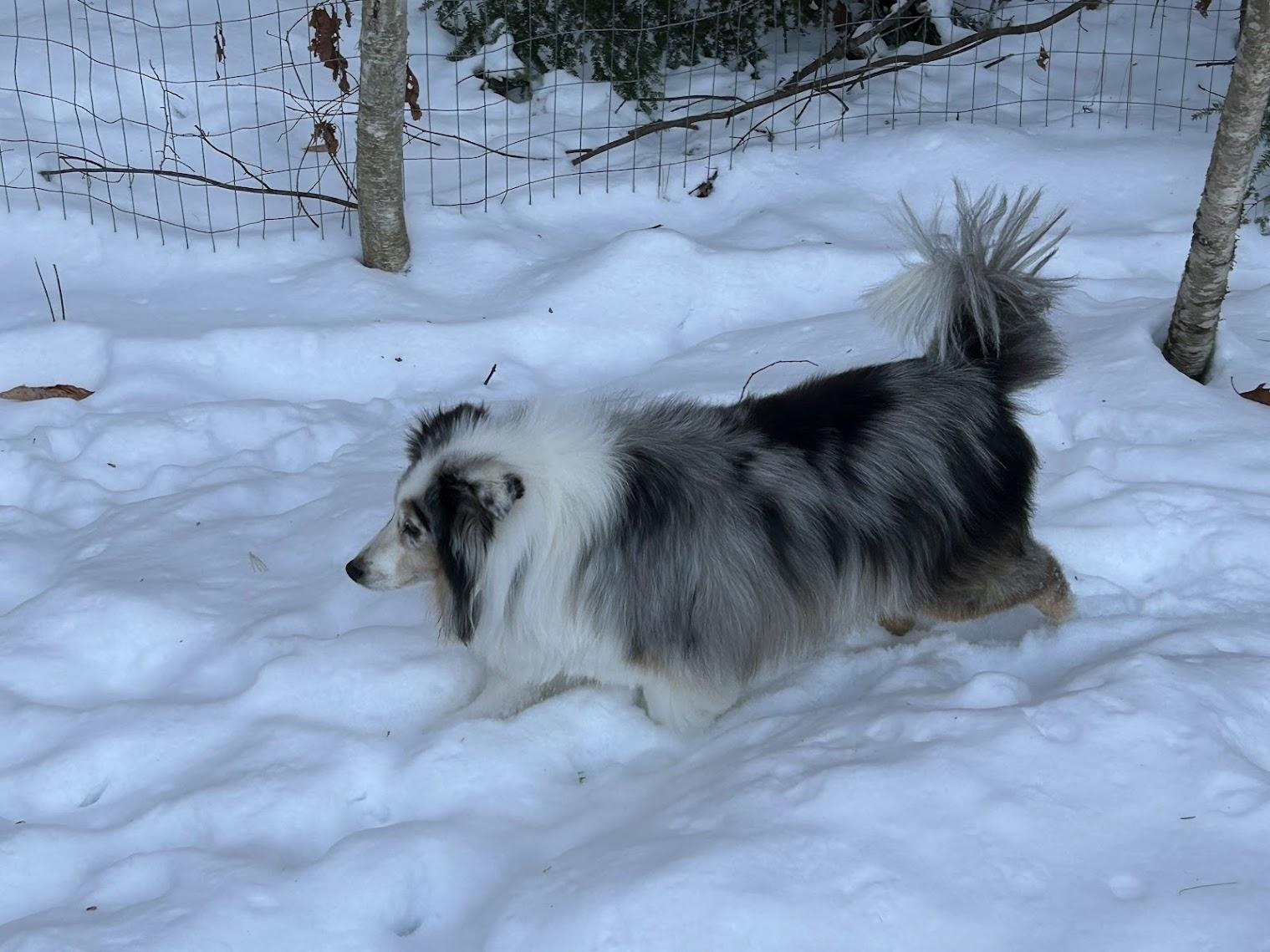 Enlarge Maxwell, an adoptable Shetland Sheepdog / Sheltie in Portland, ME image 5/6