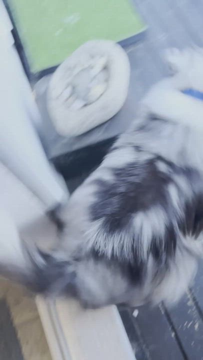 Enlarge Maxwell, an adoptable Shetland Sheepdog / Sheltie in Portland, ME video 6/6