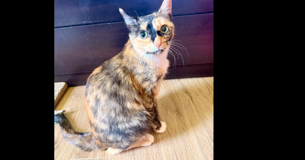 Dawn, Adoptable, Young Female Domestic Short Hair.
