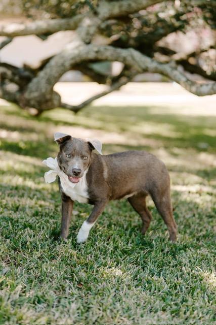 Candy, an adoptable Labrador Retriever, Weimaraner in eugene, OR, 97402 | Photo Image 5