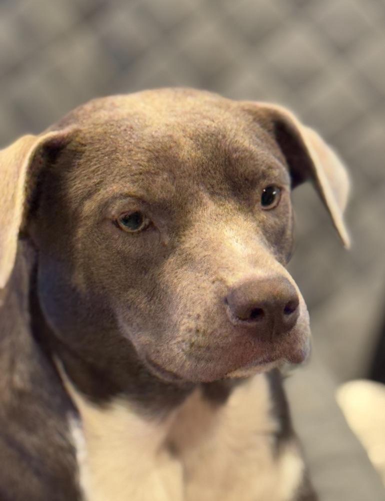 Candy, an adoptable Labrador Retriever, Weimaraner in eugene, OR, 97402 | Photo Image 3