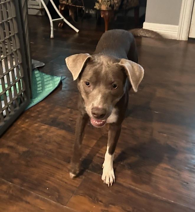 Candy, an adoptable Labrador Retriever, Weimaraner in eugene, OR, 97402 | Photo Image 2