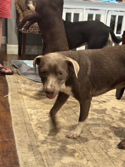 Candy, an adoptable Labrador Retriever, Weimaraner in eugene, OR, 97402 | Photo Image 4