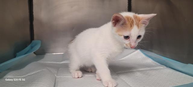 RALPH, Adoptable, Kitten Male Domestic Short Hair.