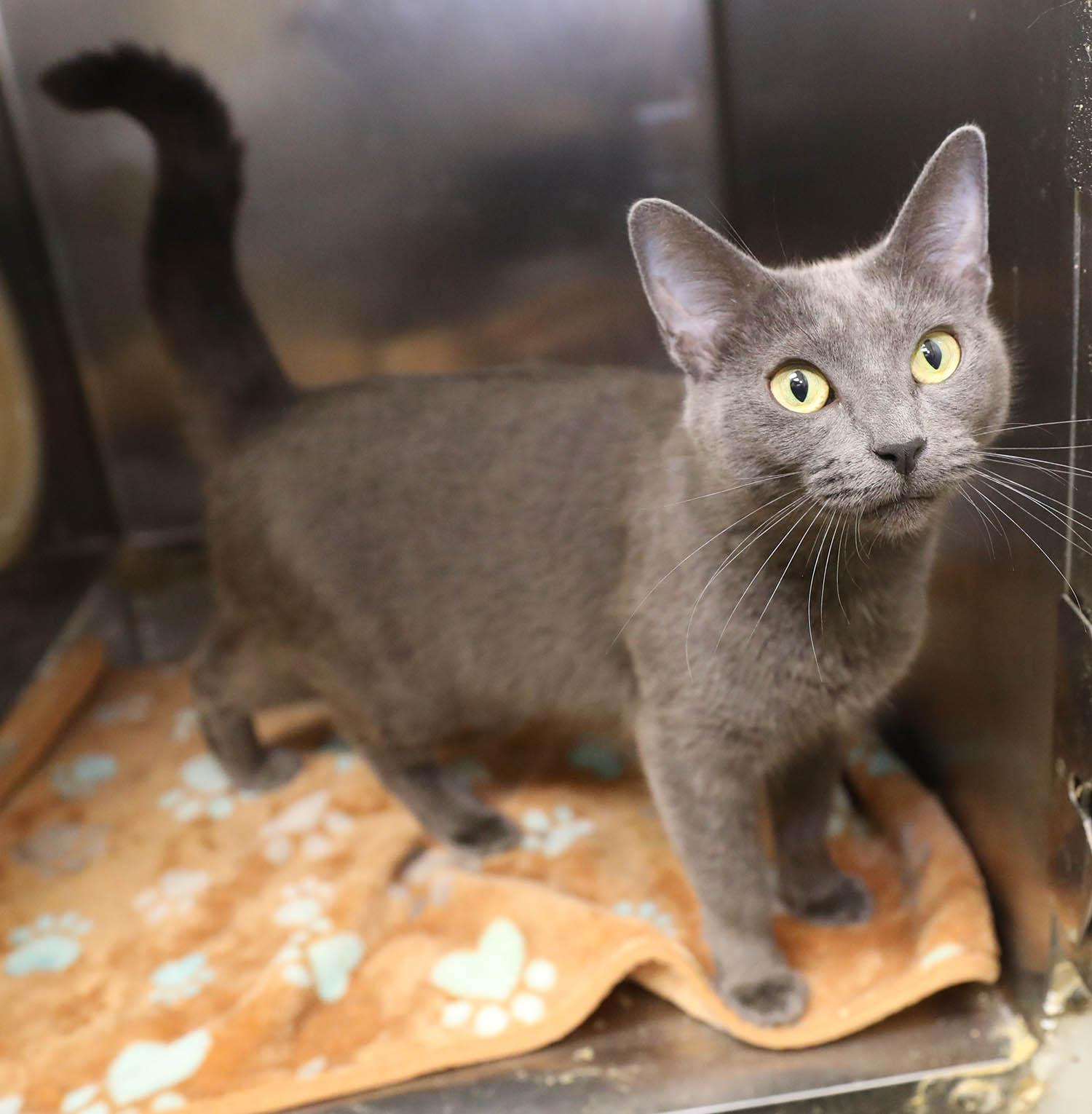 Nickel-8/9/26, an adopted Domestic Short Hair in Lambertville, NJ image 1/5