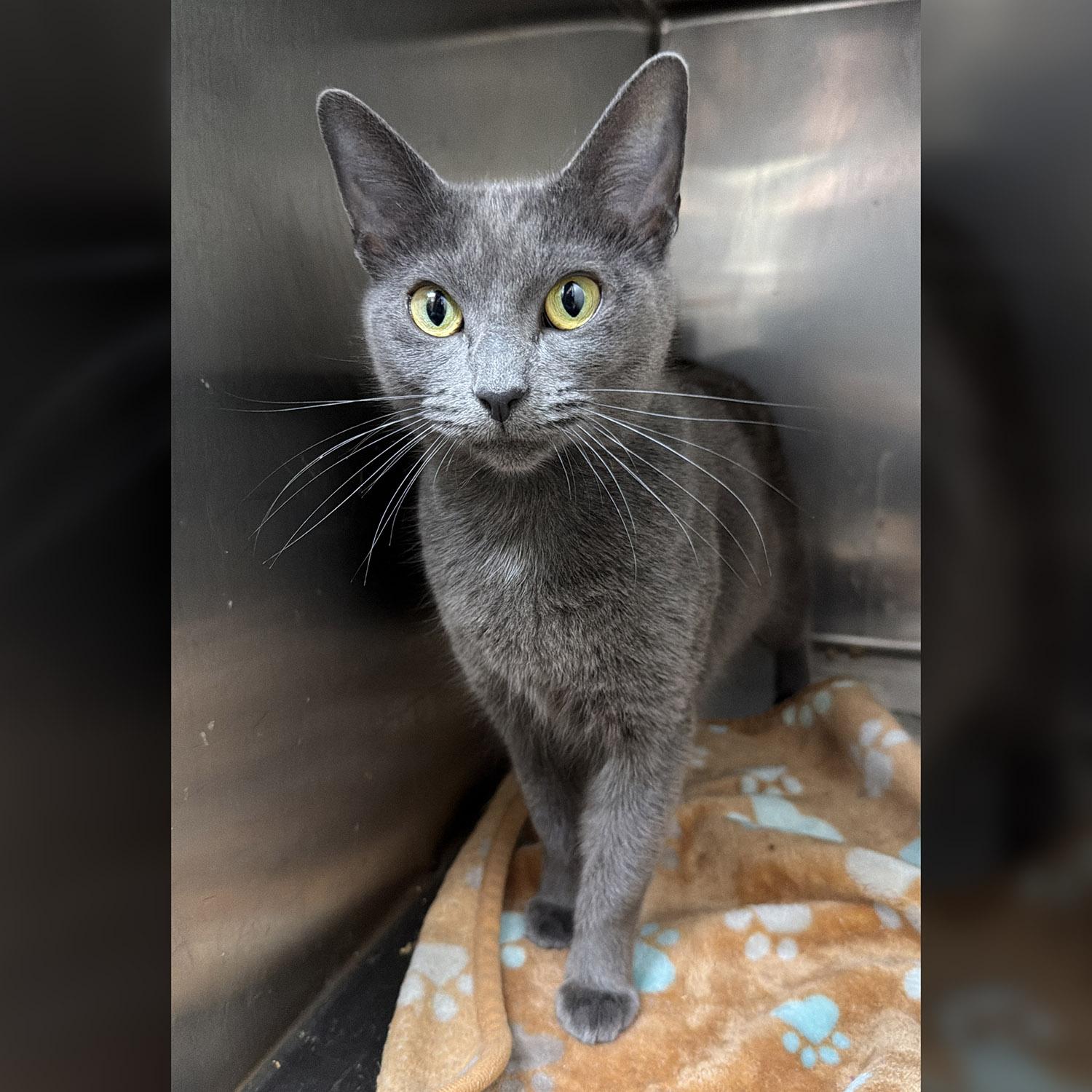 Nickel-8/9/26, an adopted Domestic Short Hair in Lambertville, NJ image 2/5