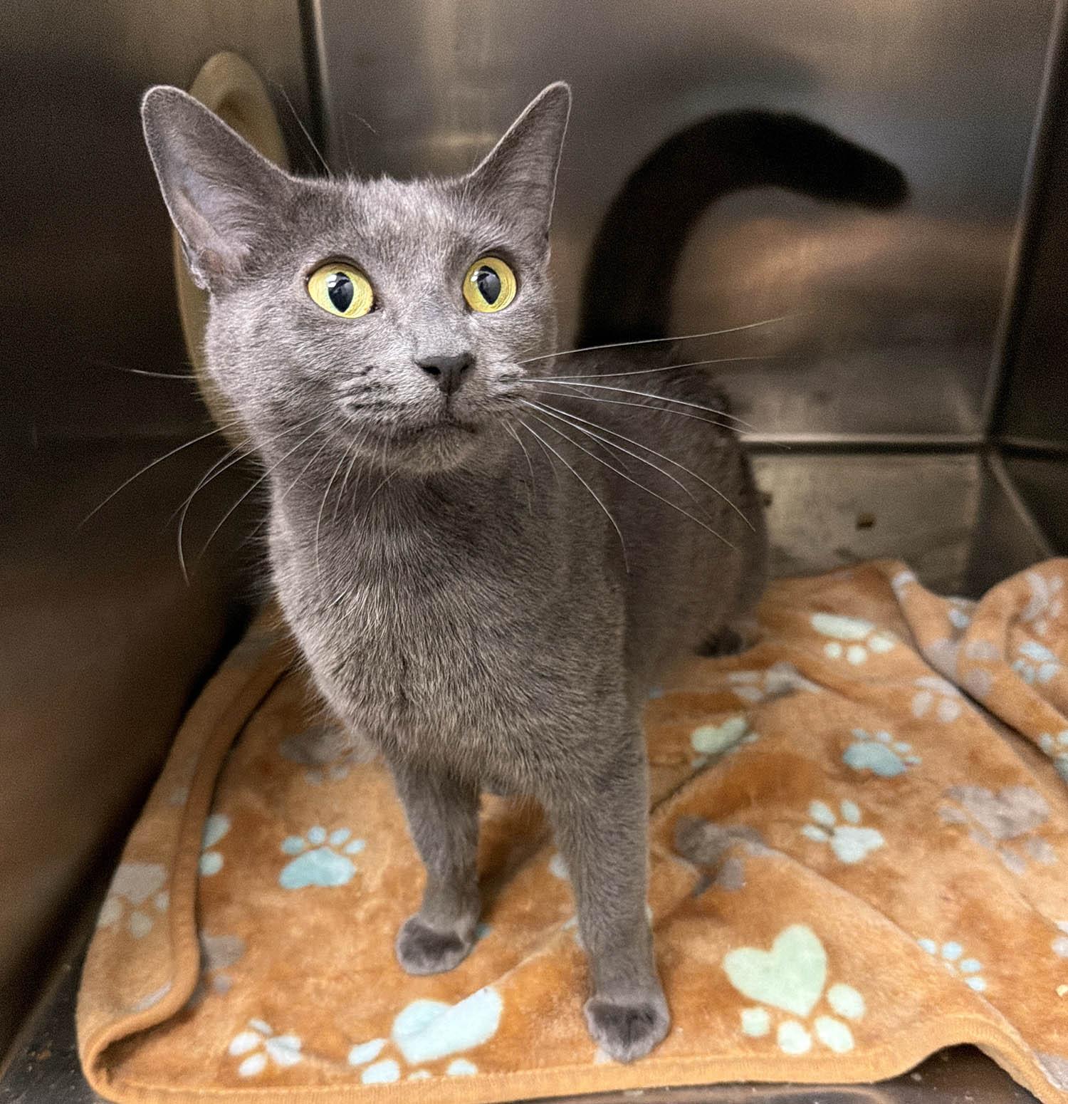 Nickel-8/9/26, an adopted Domestic Short Hair in Lambertville, NJ image 3/5