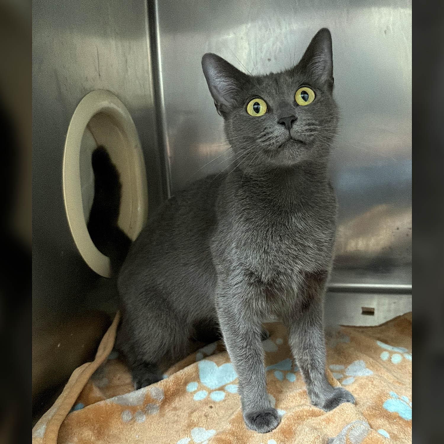Nickel-8/9/26, an adopted Domestic Short Hair in Lambertville, NJ image 5/5