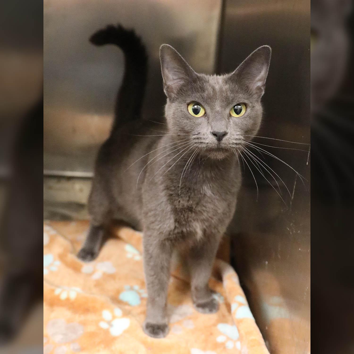 Nickel-8/9/26, an adopted Domestic Short Hair in Lambertville, NJ image 4/5