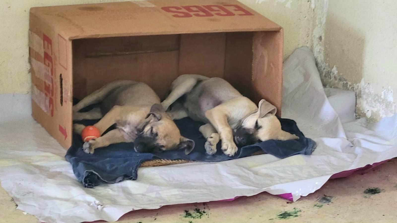 Zaphira "miss Cutie Pie!" thumbnail 4