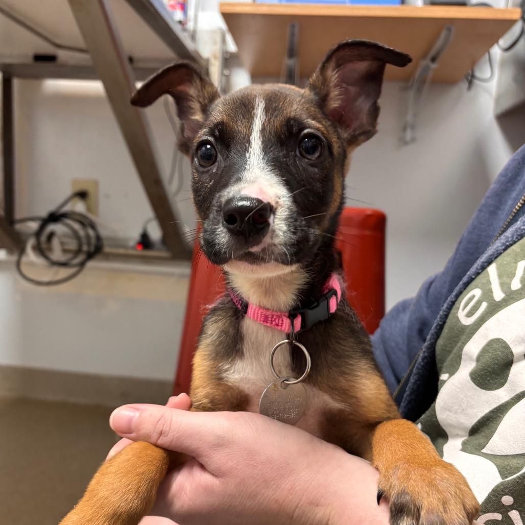 Arwen, Adoptable, Puppy Male Mixed Breed.