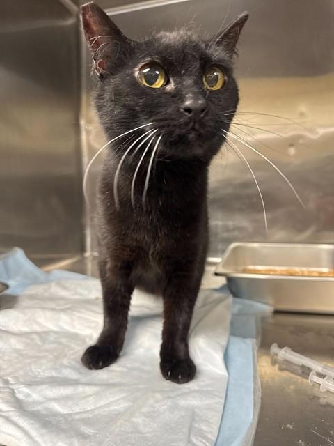 Enlarge DAKOTA, a Adoptable Domestic Short Hair in Ogden, UT image 1/1