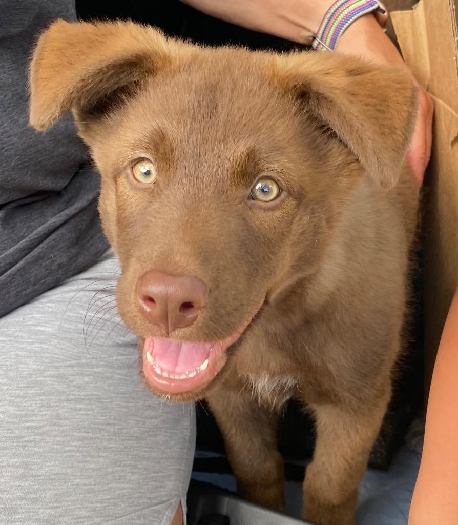 Cubby, a Adoptable Mixed Breed in Little Rock, AR image 1/4