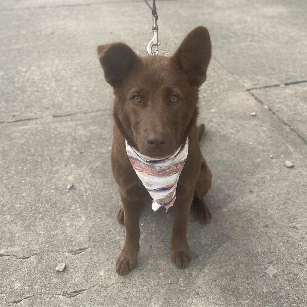 Cubby, a Adoptable Mixed Breed in Little Rock, AR image 2/4