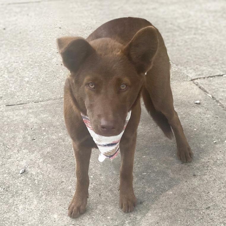 Cubby, a Adoptable Mixed Breed in Little Rock, AR image 3/4