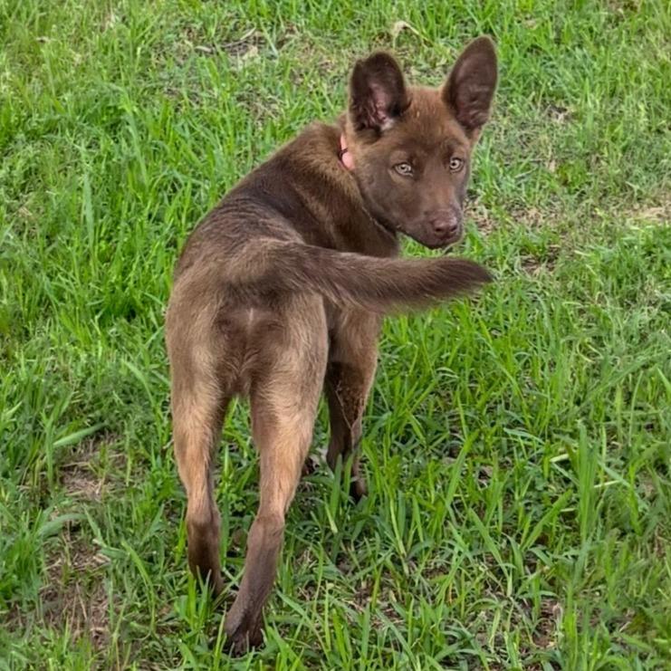 Cubby, a Adoptable Mixed Breed in Little Rock, AR image 4/4