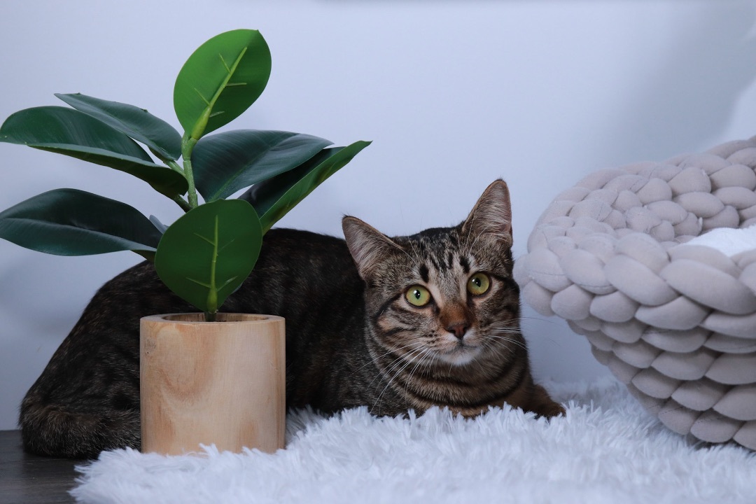 Parker, a Adoptable mixed breed in Parker, TX image 1/6