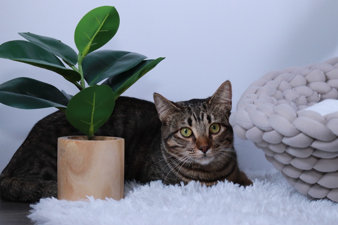 Parker, a Adoptable mixed breed in Parker, TX image 2/6