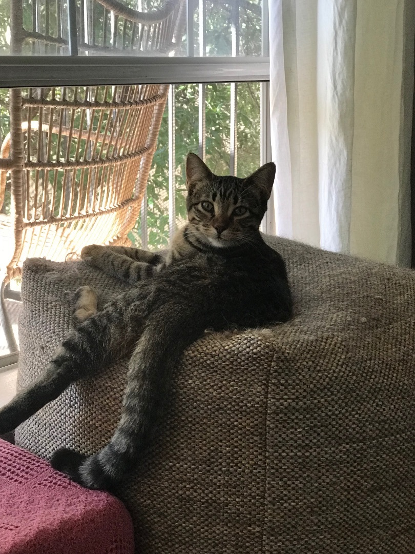 Parker, a Adoptable mixed breed in Parker, TX image 3/6