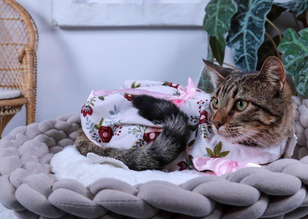 Parker, a Adoptable mixed breed in Parker, TX image 4/6