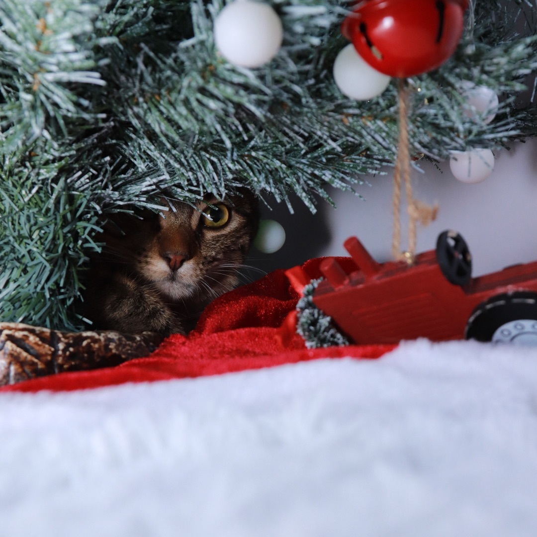 Parker, a Adoptable mixed breed in Parker, TX image 5/6