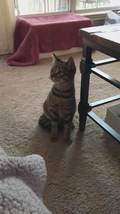 Enlarge Parker, a Adoptable mixed breed in Parker, TX video 6/6