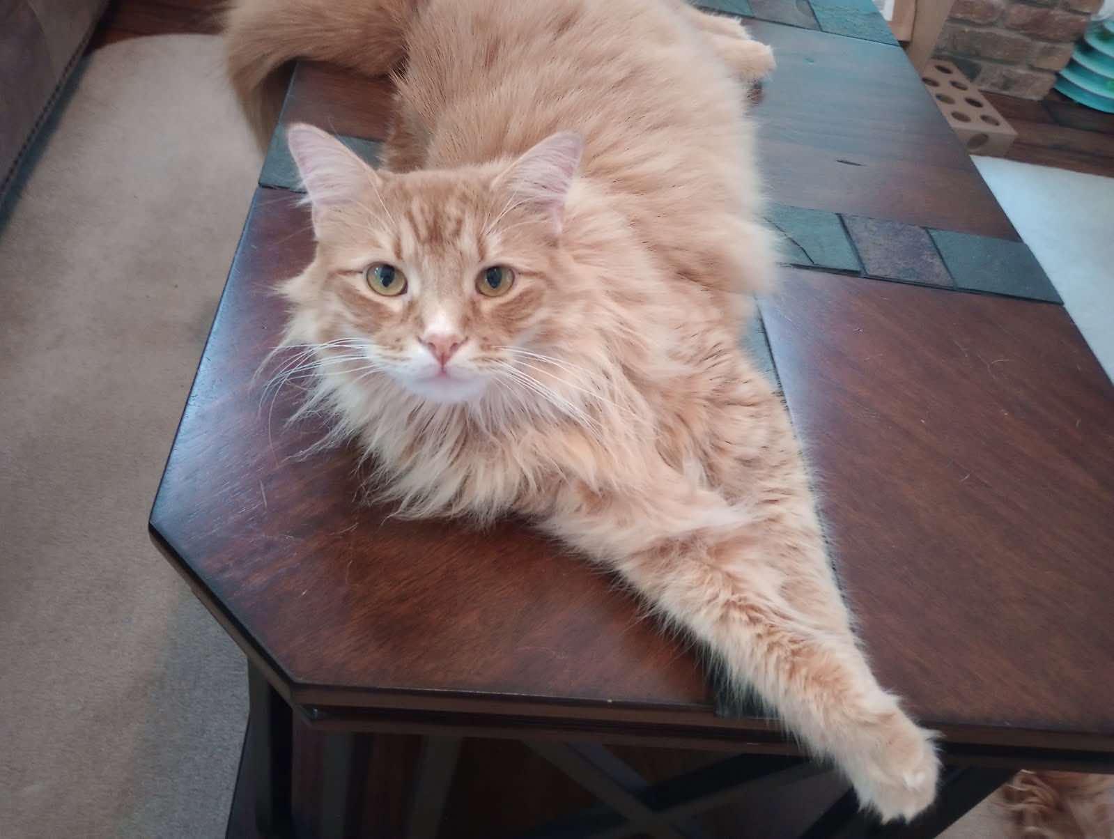 Scooter, Adopted, Adult Male Domestic Long Hair.