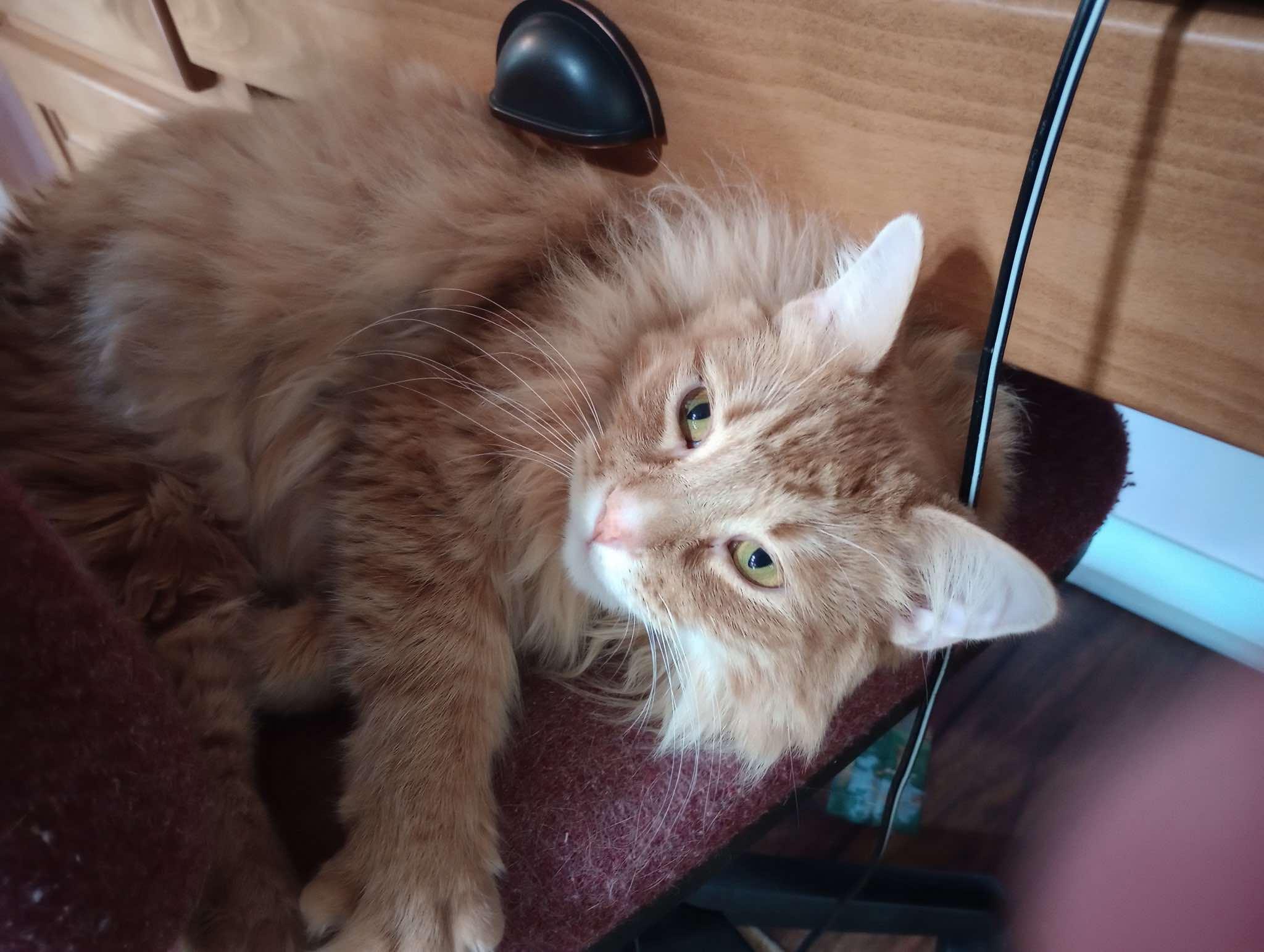 Enlarge Scooter, a Adopted Domestic Long Hair in Longview, TX image 2/6