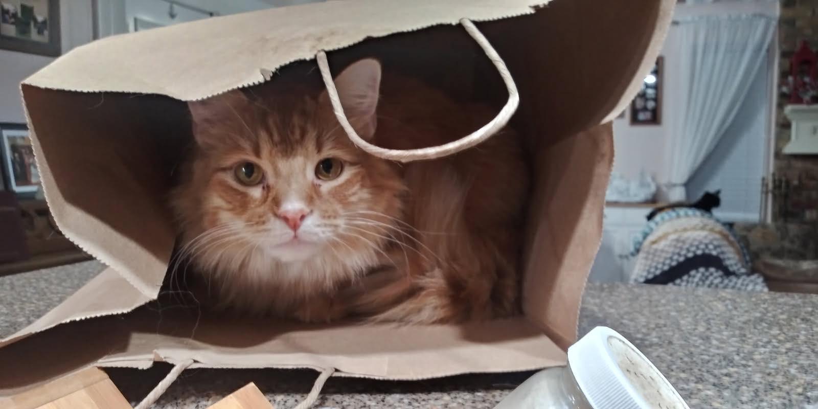 Enlarge Scooter, a Adopted Domestic Long Hair in Longview, TX image 6/6