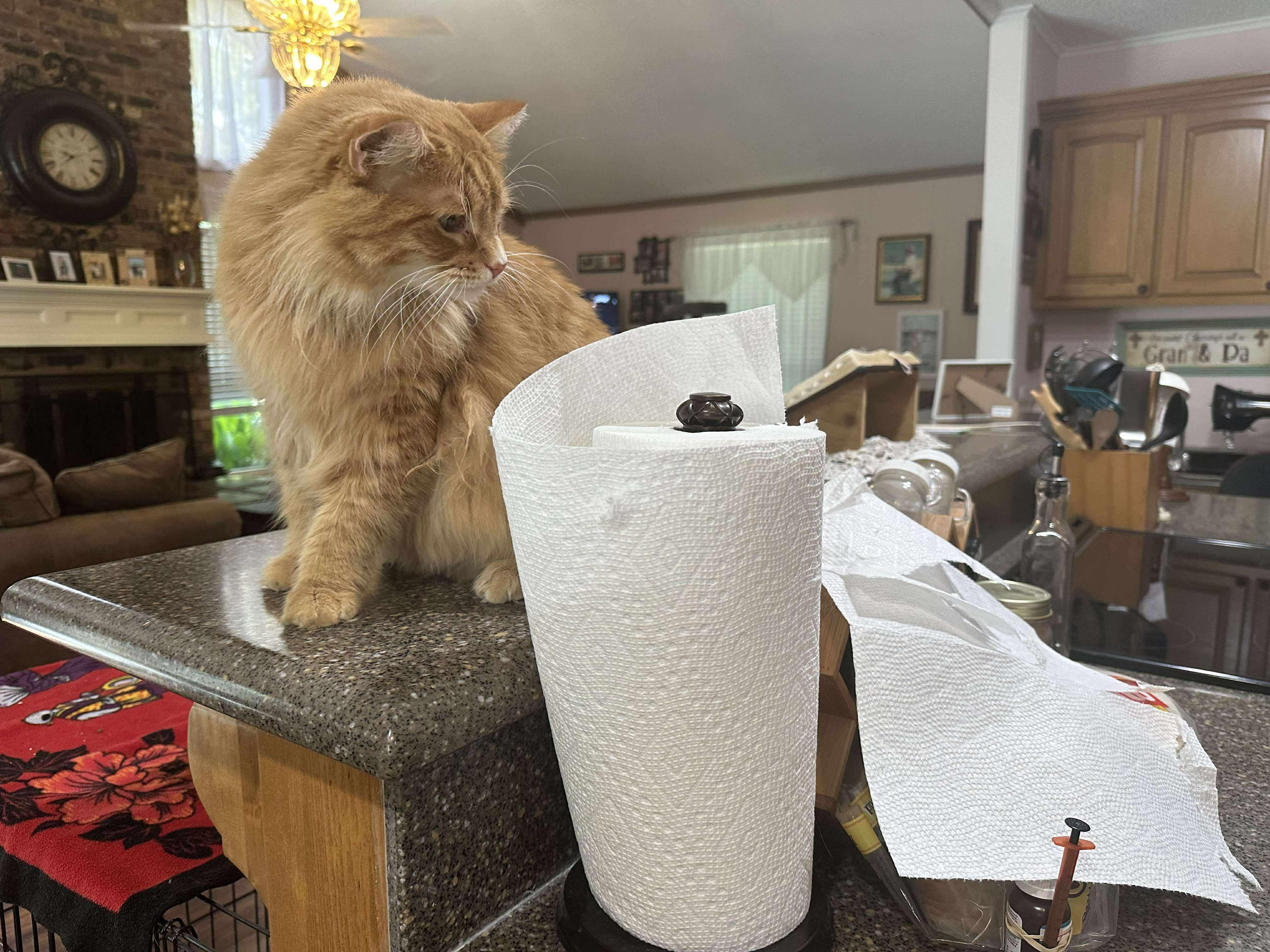 Enlarge Scooter, a Adopted Domestic Long Hair in Longview, TX image 4/6