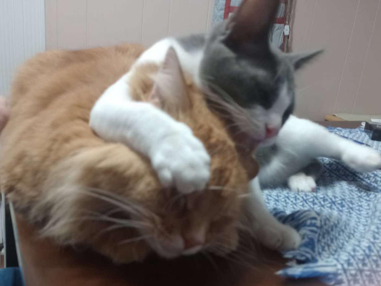 Enlarge Scooter, a Adopted Domestic Long Hair in Longview, TX image 5/6