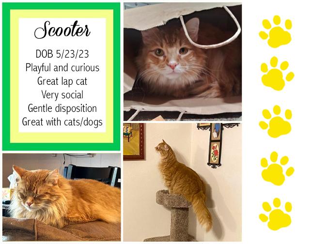 Enlarge Scooter, a Adopted Domestic Long Hair in Longview, TX image 1/6