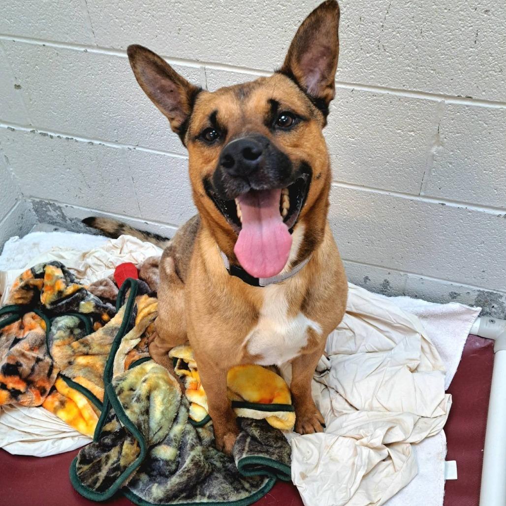 Byram, Adoptable, Adult Male Shepherd & Mixed Breed.
