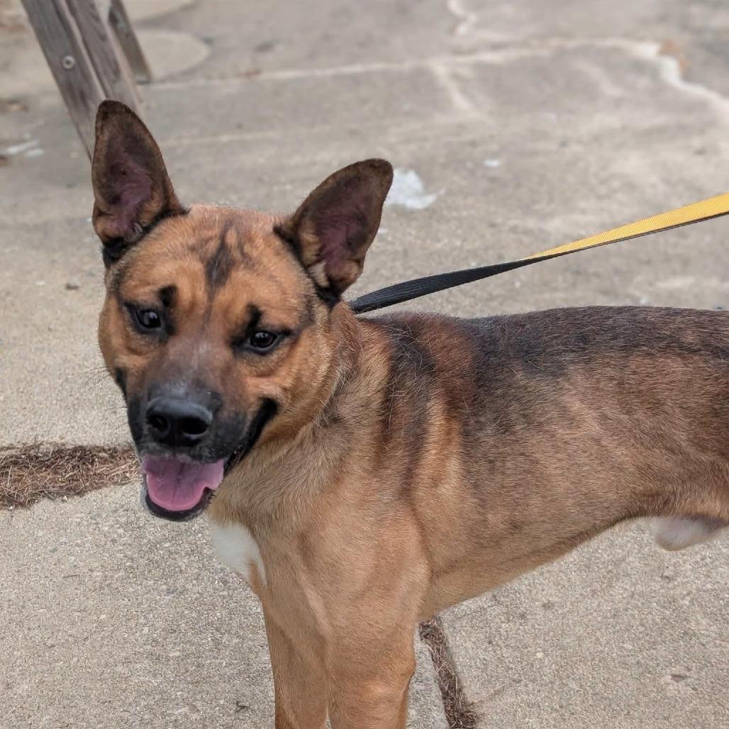 Byram, a Adoptable mixed breed in Novelty, OH image 2/4