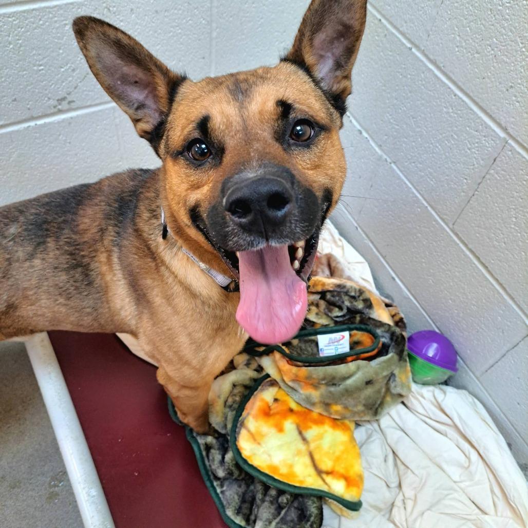 Byram, a Adoptable mixed breed in Novelty, OH image 3/4