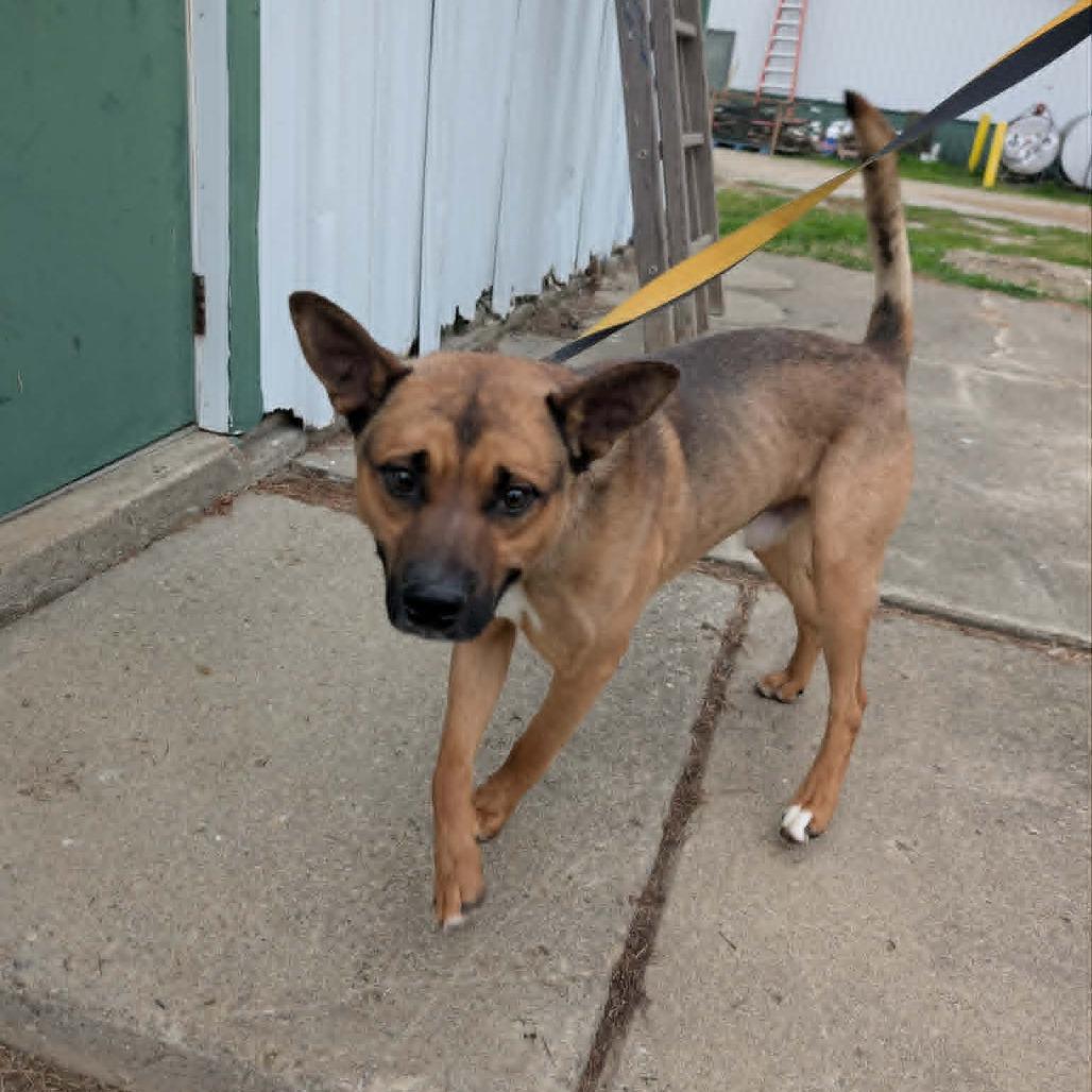 Byram, a Adoptable mixed breed in Novelty, OH image 4/4