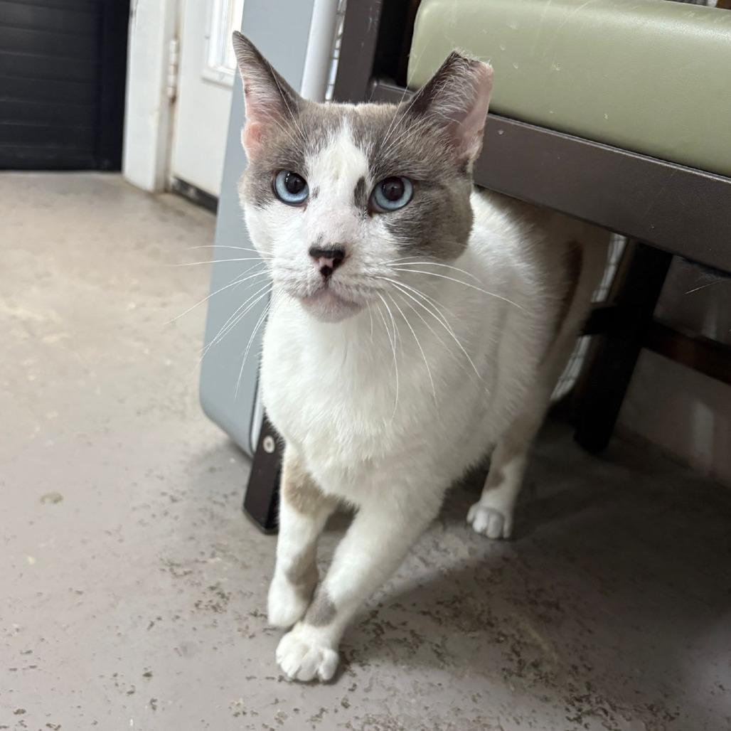 Felix, Adoptable, Adult Male Domestic Short Hair.