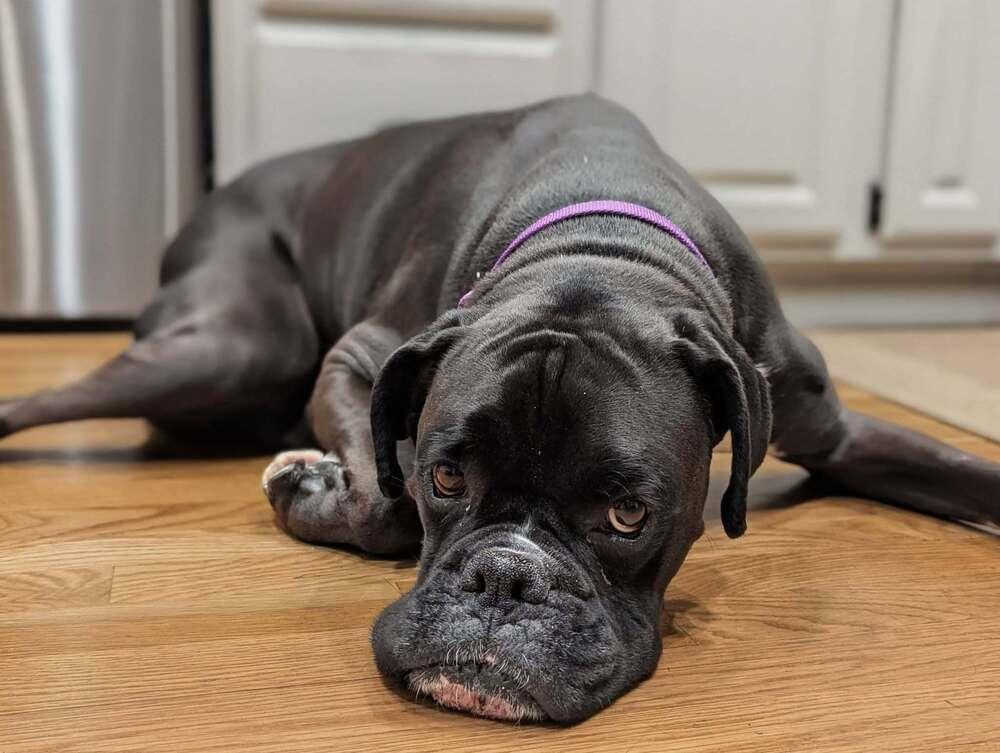 Onyx, a Adoptable Boxer in Denver, CO image 1/5