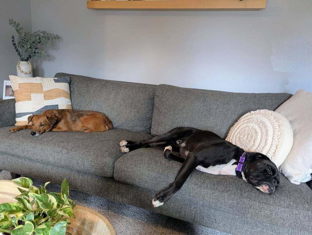 Onyx, a Adoptable Boxer in Denver, CO image 2/5