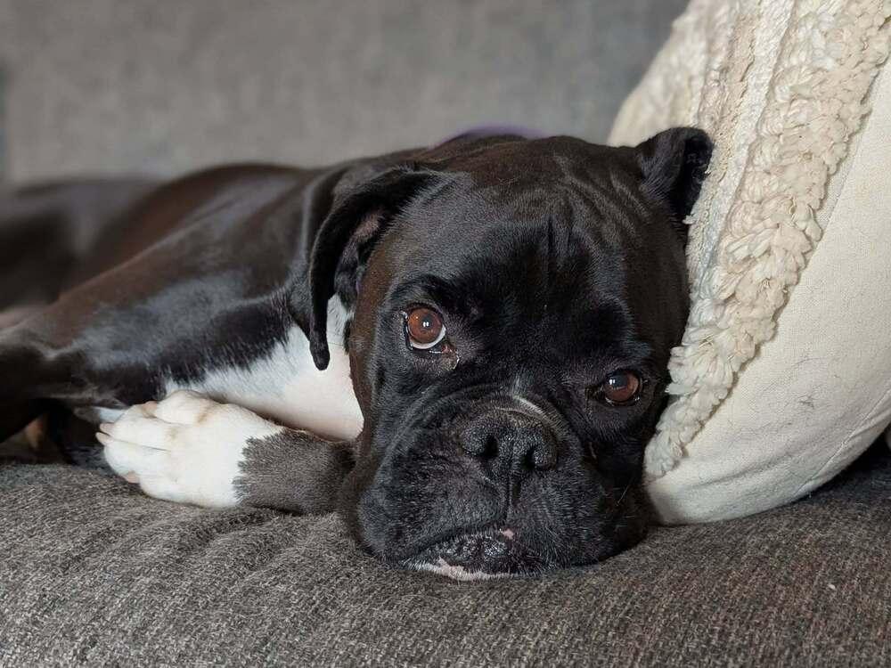 Onyx, a Adoptable Boxer in Denver, CO image 3/5