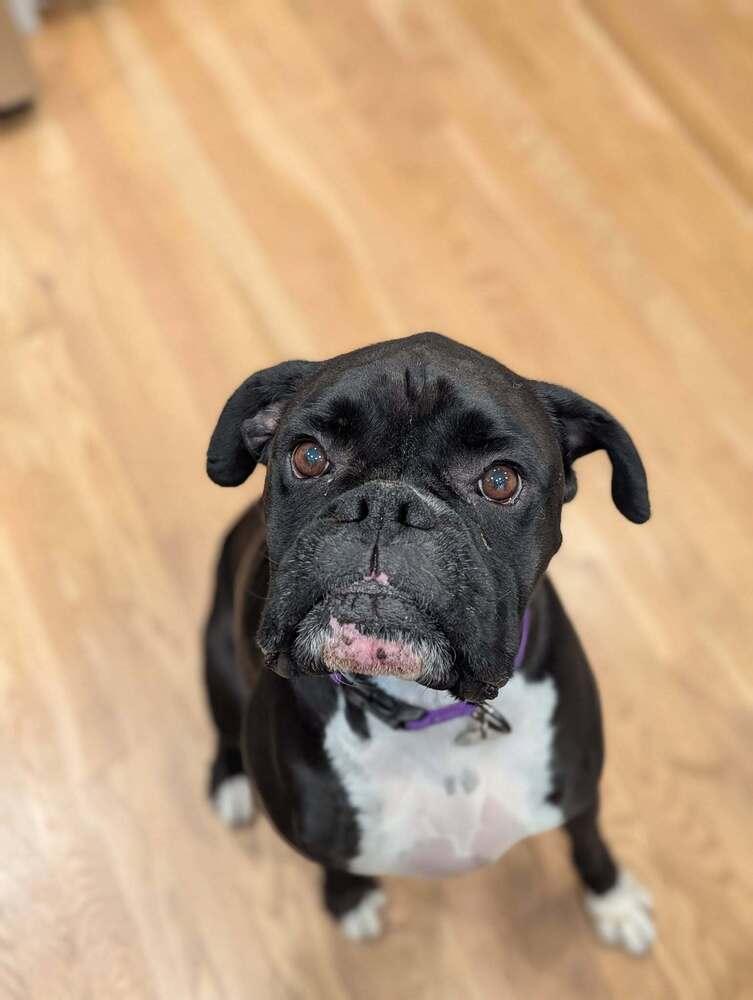 Onyx, a Adoptable Boxer in Denver, CO image 5/5