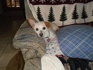 Enlarge Ava, a Adoptable mixed breed in Alexandria, KY image 1/3