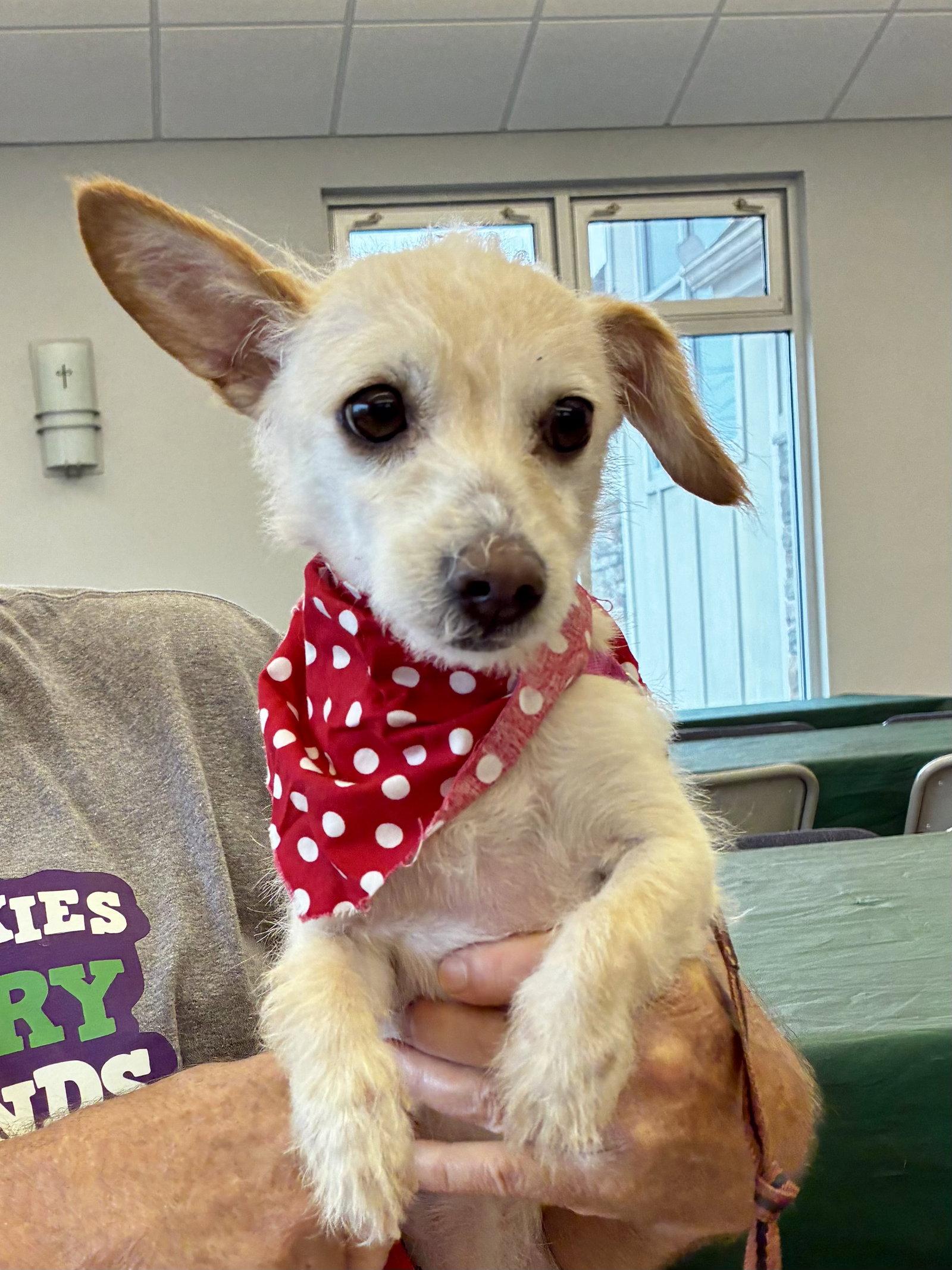 Enlarge Ava, a Adoptable mixed breed in Alexandria, KY image 2/3