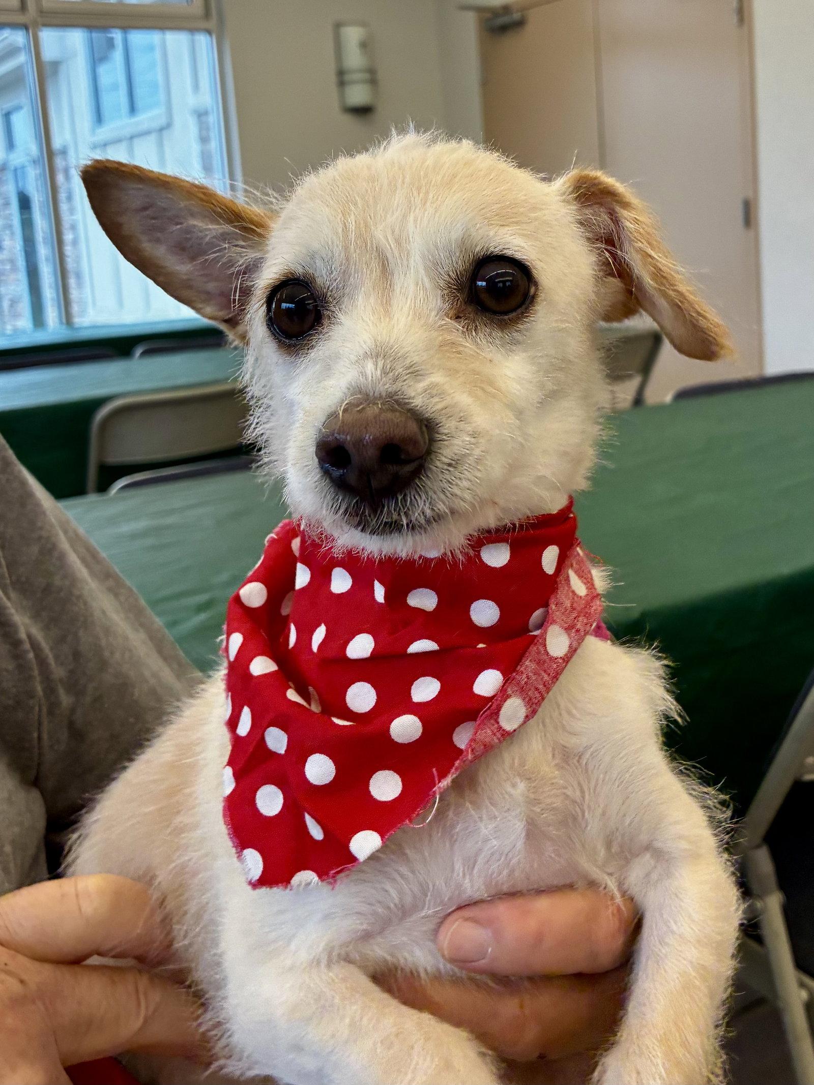 Enlarge Ava, a Adoptable mixed breed in Alexandria, KY image 3/3
