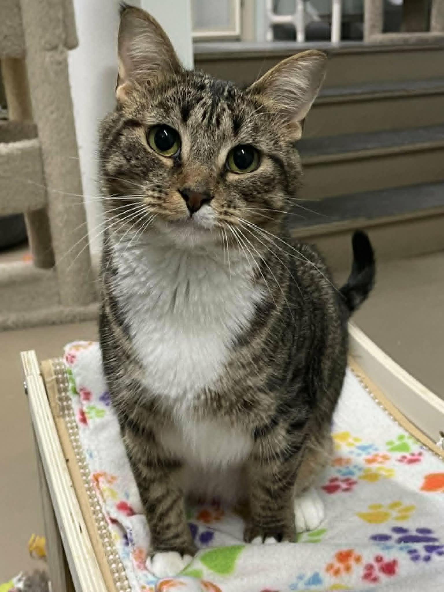 Enlarge Zander, a Adoptable Domestic Short Hair in Gonic, NH image 3/3