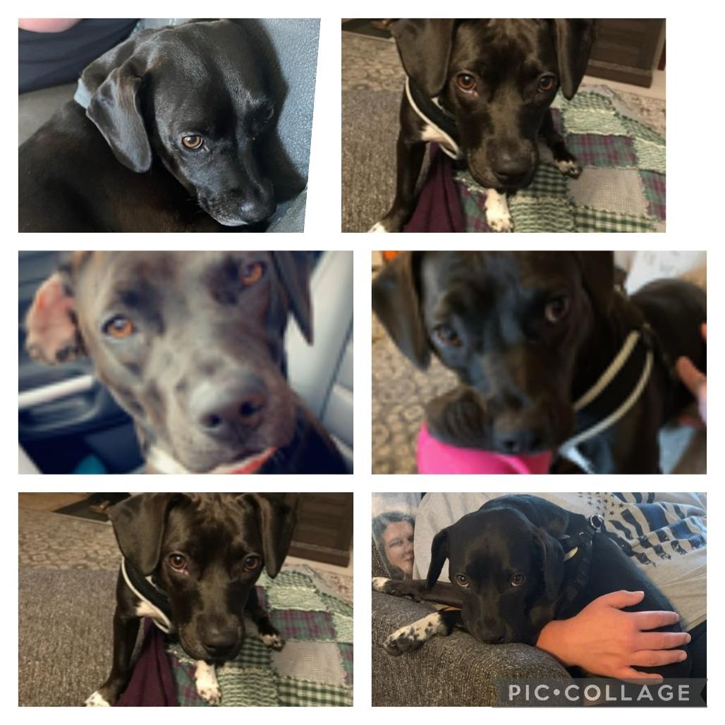 Shadow, Adoptable, Adult Female Beagle & Terrier.